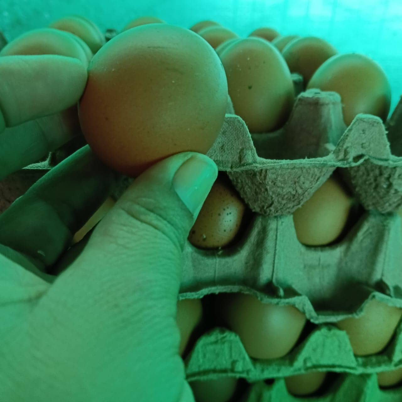 Huevos de gallinas felices AA