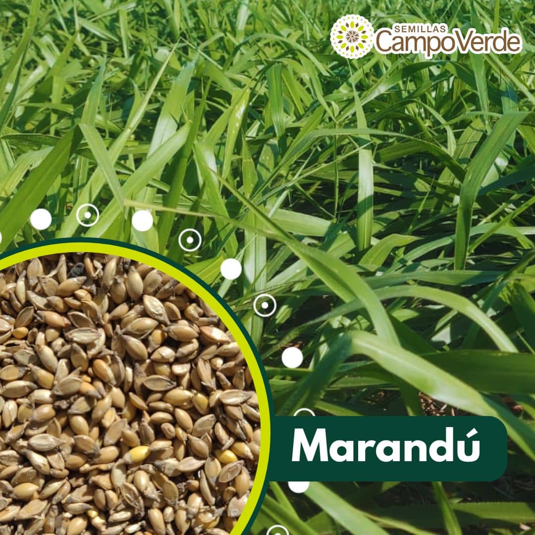 Semilla de pasto Brizantha Marandú – Pureza 90% – VC 76% – Importada de Brasil