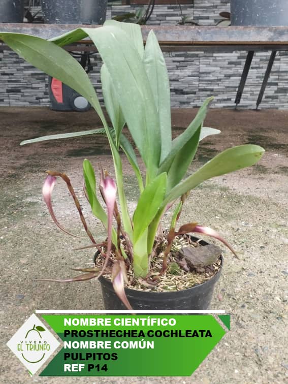 Plántula de Pulpitos