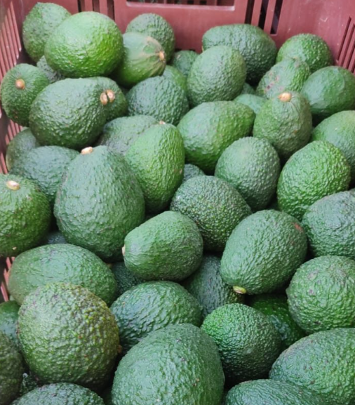 Aguacate Asaprol.png