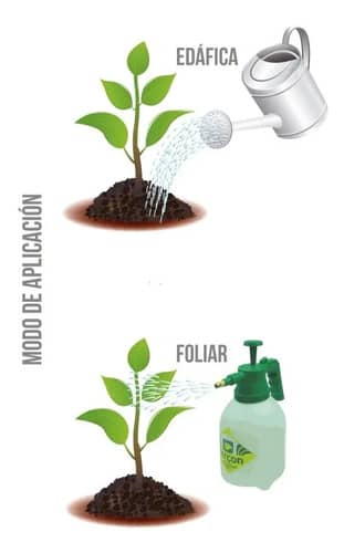 Verdadero 600WG Café Roya Insecticida Fungicida ICA