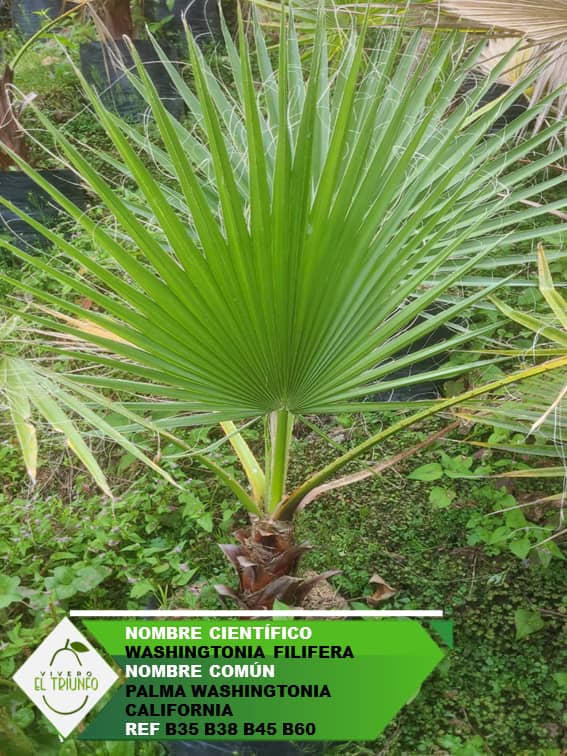 Plántula de Palma Washingtonia