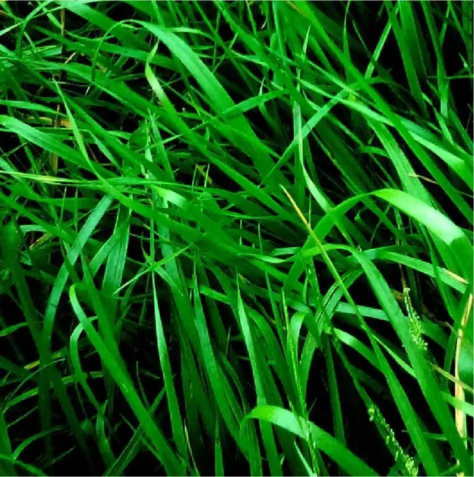 Semilla De Rye Grass Anual Baqueano x 2 Lb