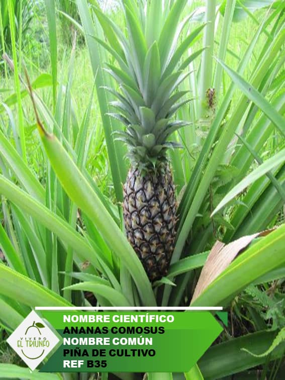 Plántula de Piña de cultivo