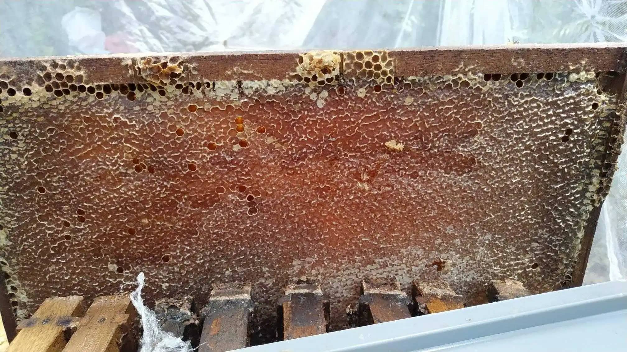 Venta de miel de abeja Andrés Celis X 300, 500 y 1250 Gr