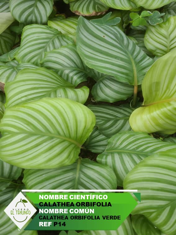 Plántula de Calathea Orbifolia Verde