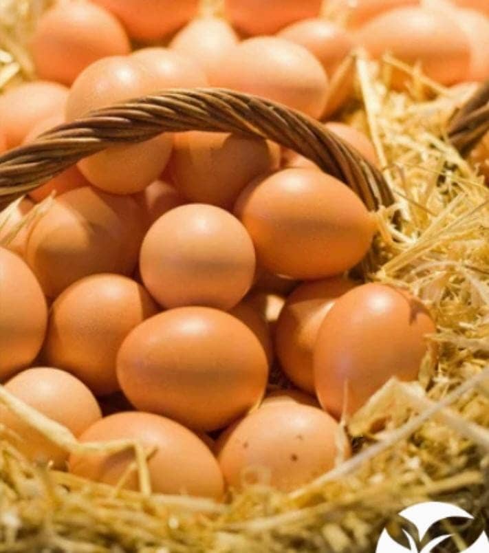 Huevos de Gallinas Felices