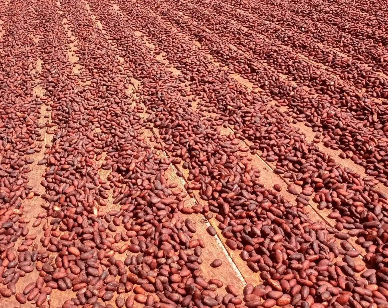 Granos de cacao en seco