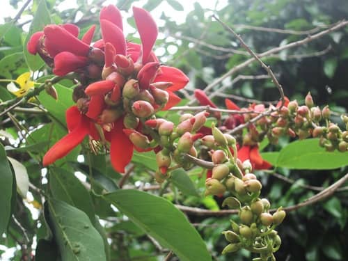 Semilla Búcaro Cachimbo/Cámbulo 100gr