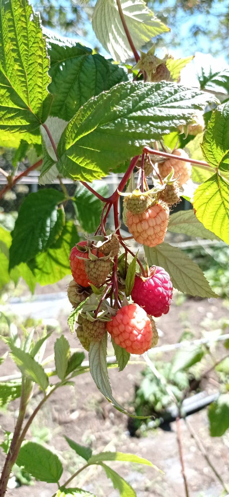 Frambuesa europea roja y/o amarilla