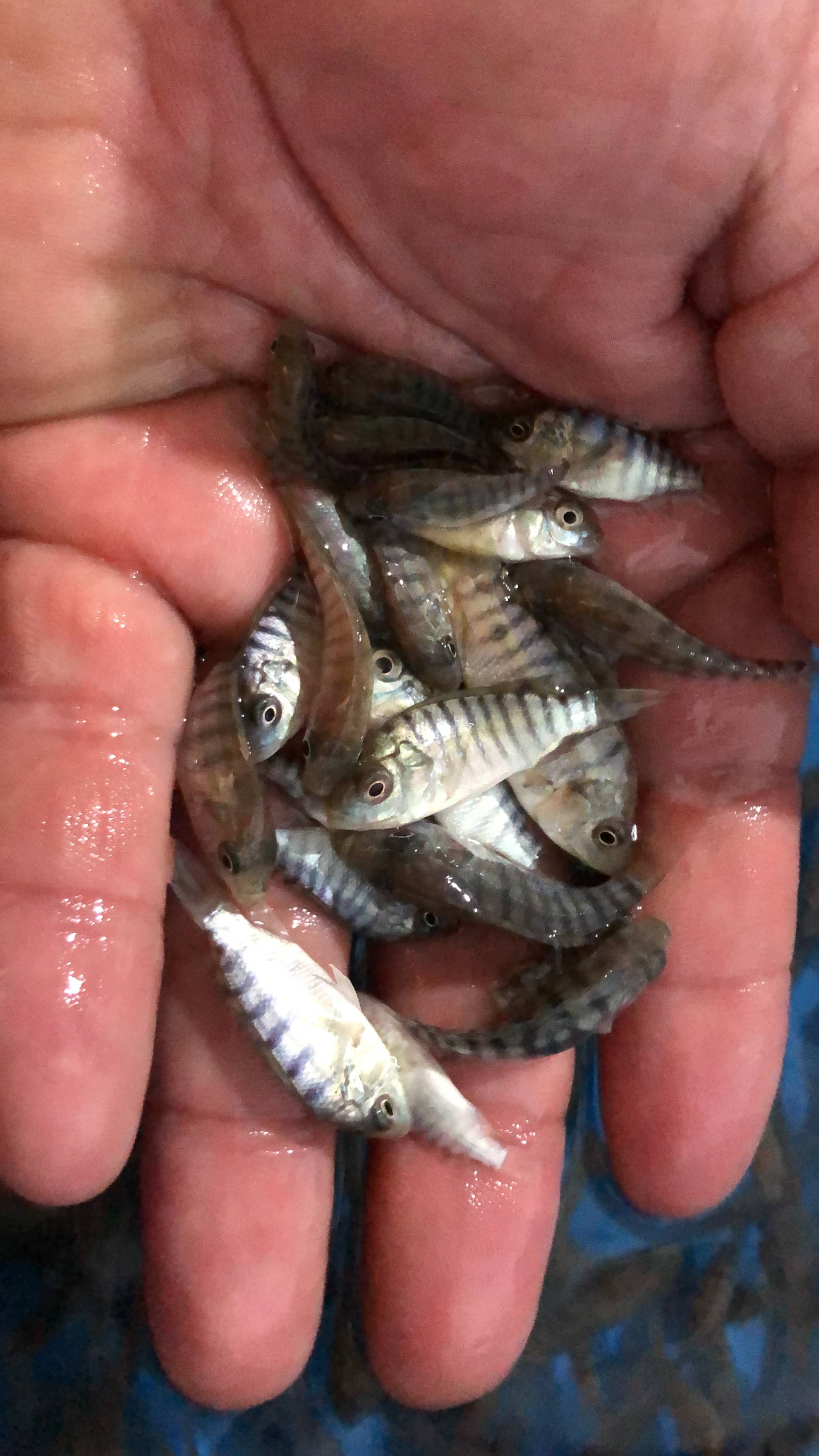 Tilapia Nilotica