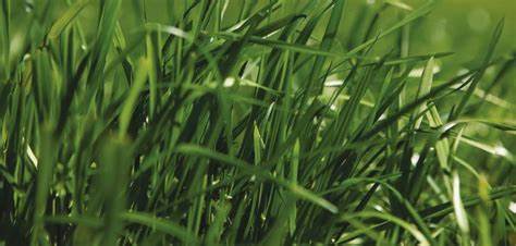 Semilla de Rye Grass One50 Certified