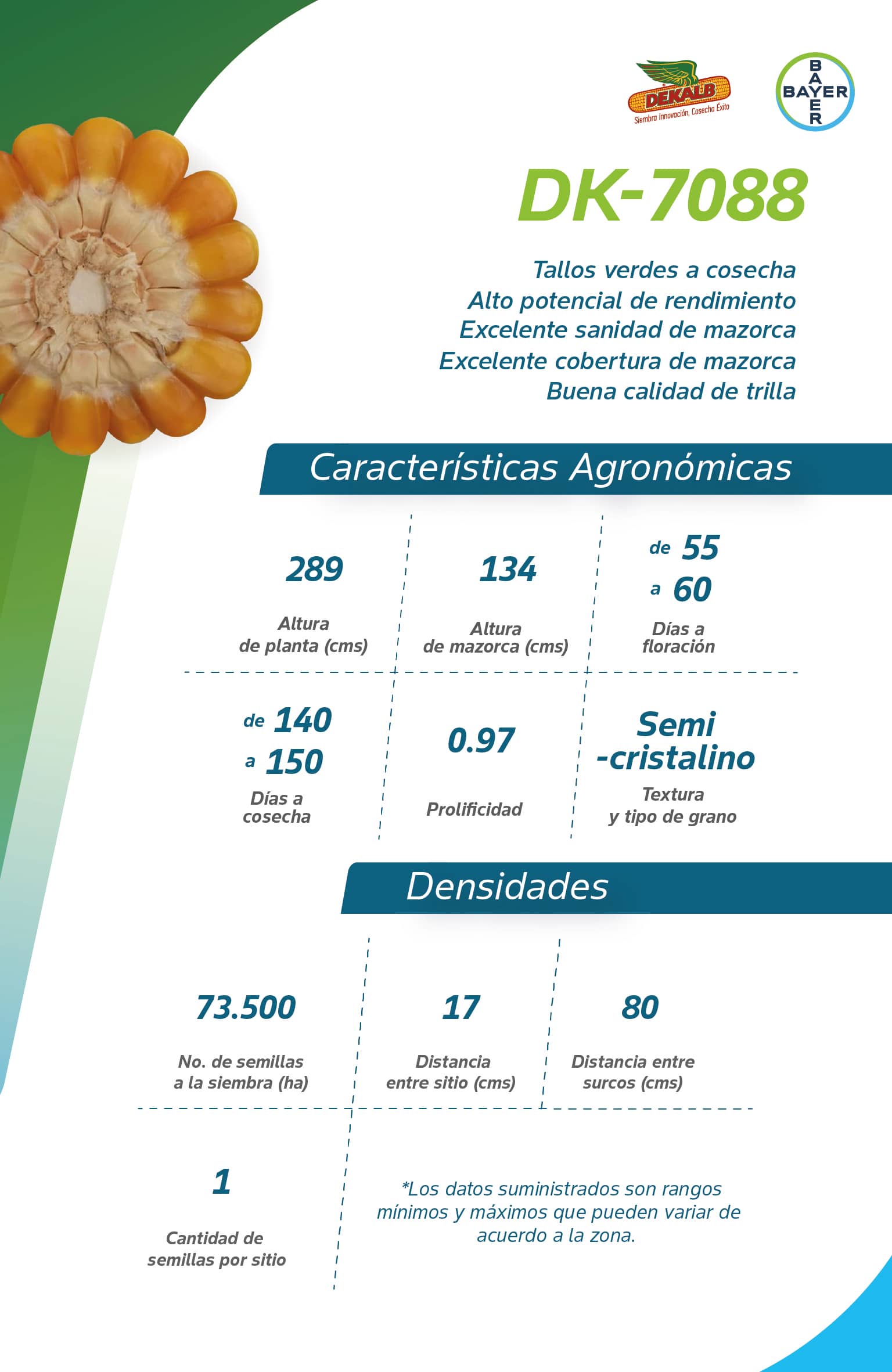 Semilla Maíz Amarillo DK 7088 RR | Alto Rendimiento