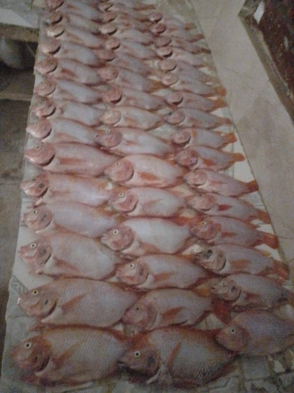 Tilapia Entera