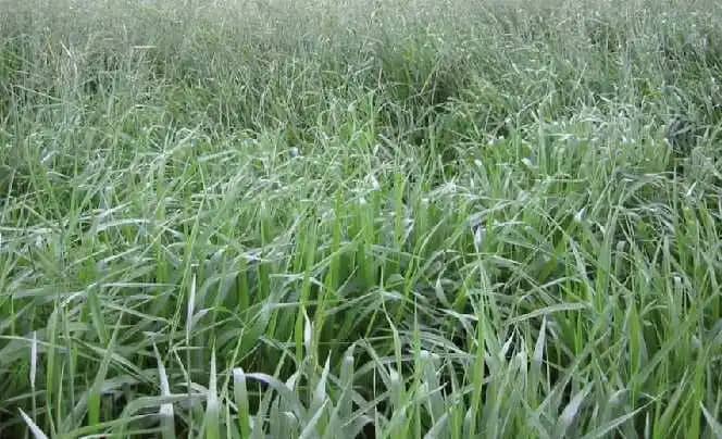 Semilla De Brachiaria Brizanta Marandu x 1 Kg