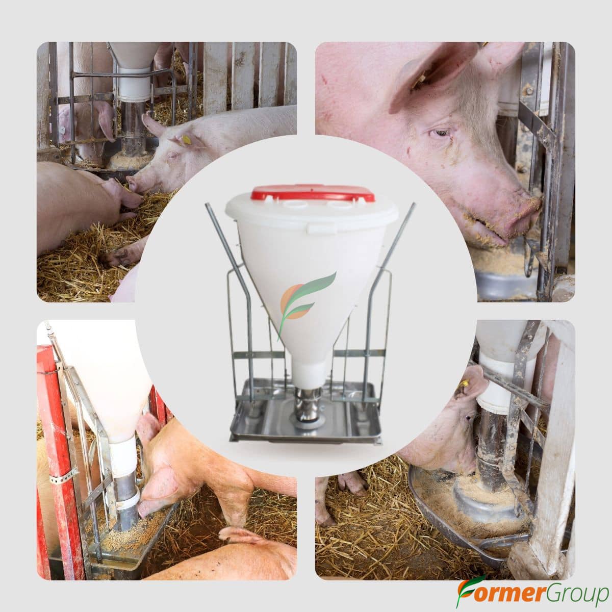Comedero Cerdo Automático Tolva Seca Húmeda 100Lts