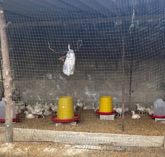 Captura de pantalla 2024-12-19 171508.png