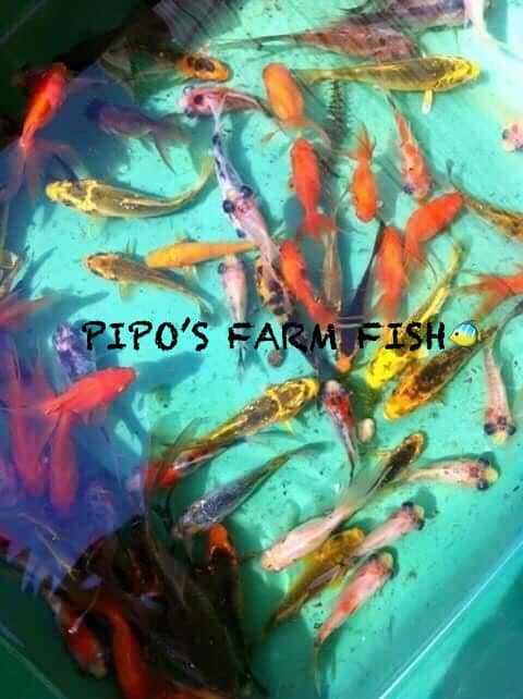 Carpa Dorada