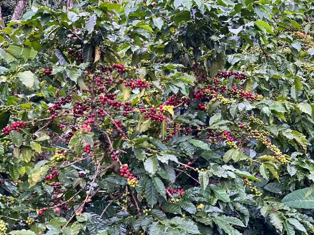 Café nuestra herencia, cultivado en la serranía del perijá