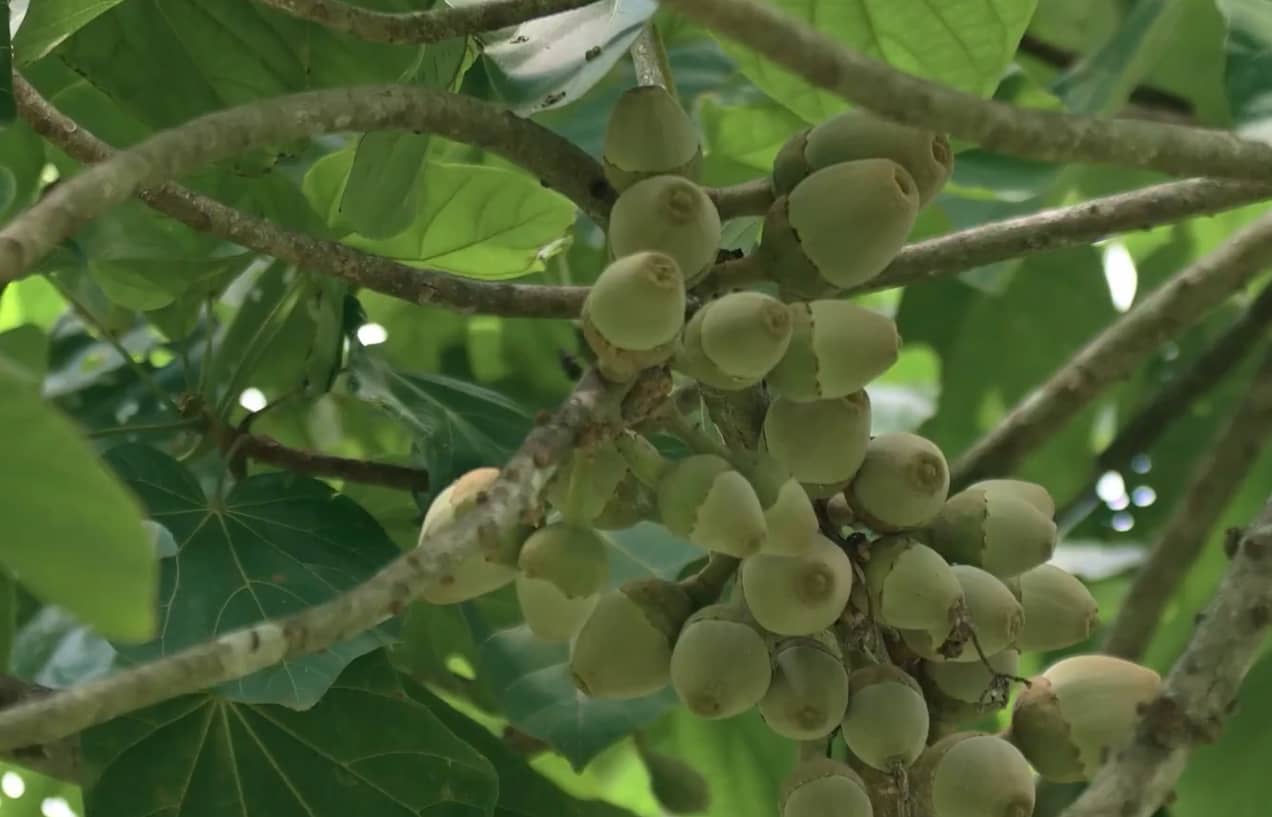 Planta de Zapotes.png