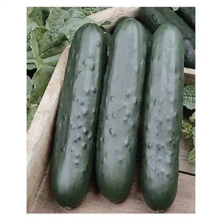 Semilla De Pepino Híbrido Jaguar x 1000 Uni