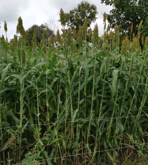 Híbrido Sorgo 151 DP - Doble Propósito para Ensilaje y Grano