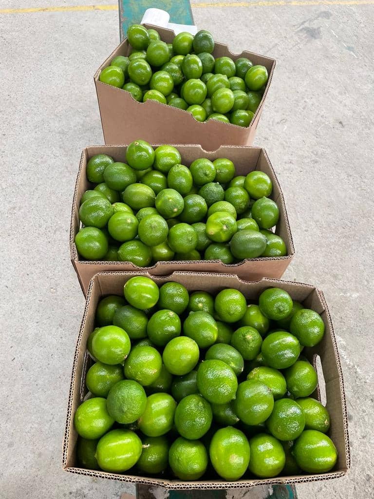 Venta de Limón Tahití tipo Exportación - Caja x 16 kilogramos