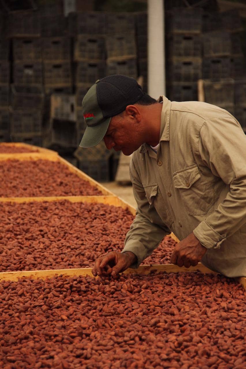 Cacao en grano por 1 Kilogramo - Fino y de Aroma