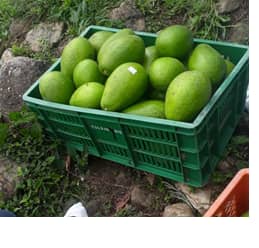 aguacates el caney