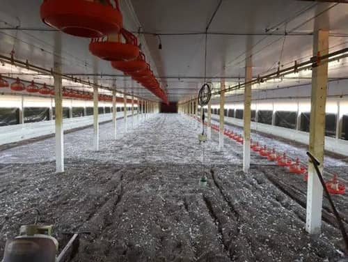Cal Agrícola Viva Óxido de Calcio 5 Kilos | Fertilizante y Desinfectante | Croper