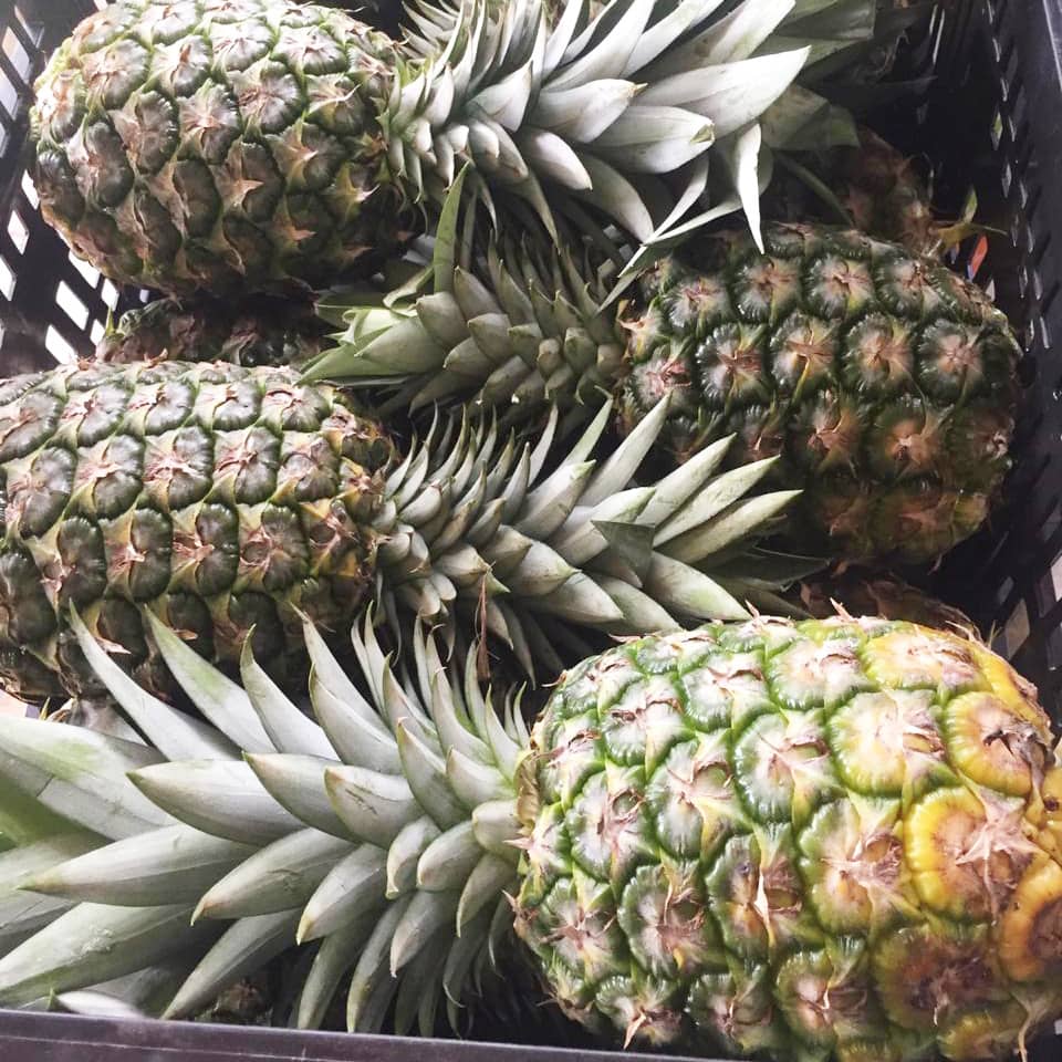 pina.jpg