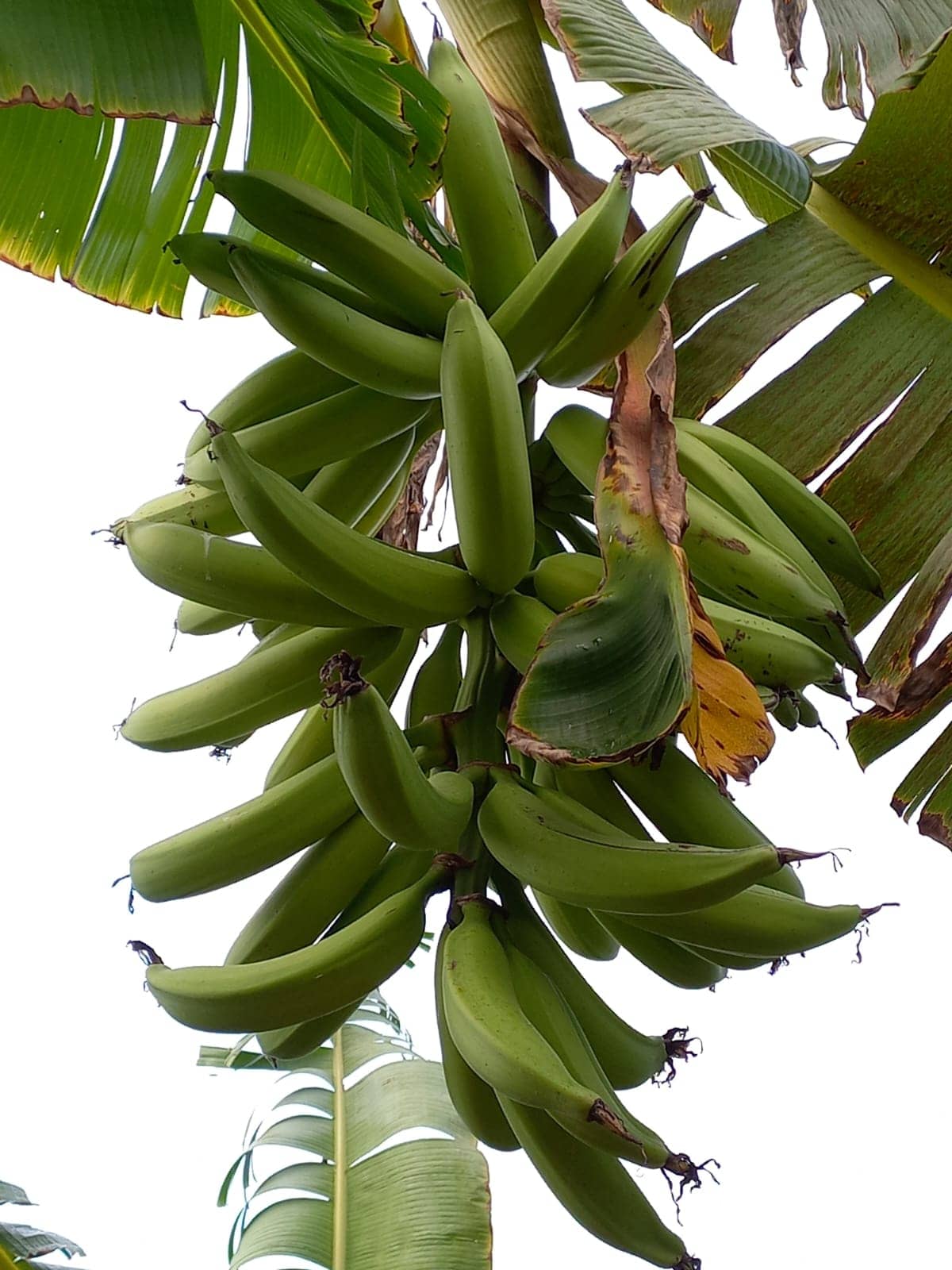 Venta de Plátano Hartón a granel