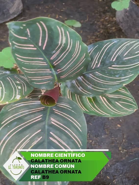 Plántula de Calathea Oranta