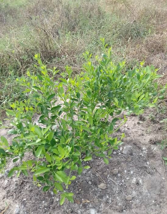 Captura de pantalla 2024-12-11 110359.png