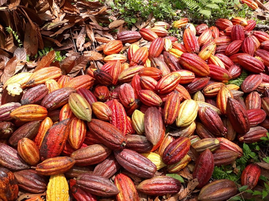 Cacao cosechado listo para beneficiar