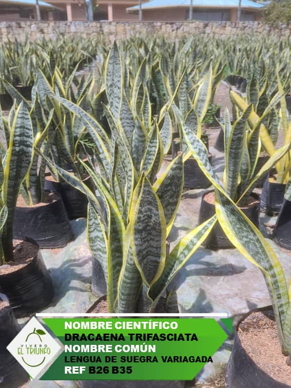 Plántula de Lengua de Suegra Variagada