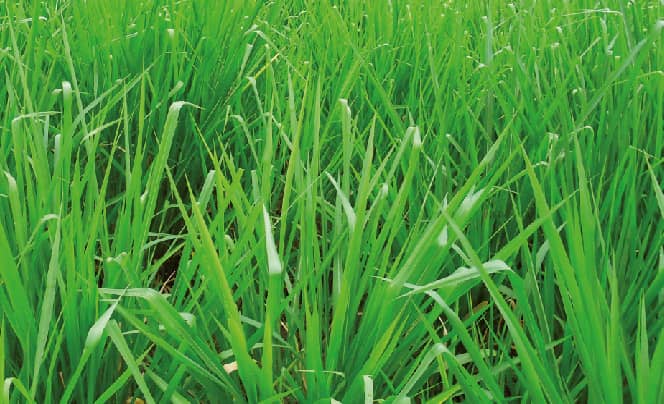Semilla de pasto Brachiara mombasa x 1 kg