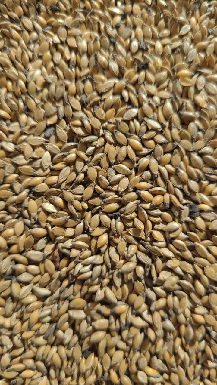 Semilla de pasto Brachiaria Decumbens – Pureza 90% – VC 78% – Importada de Brasil