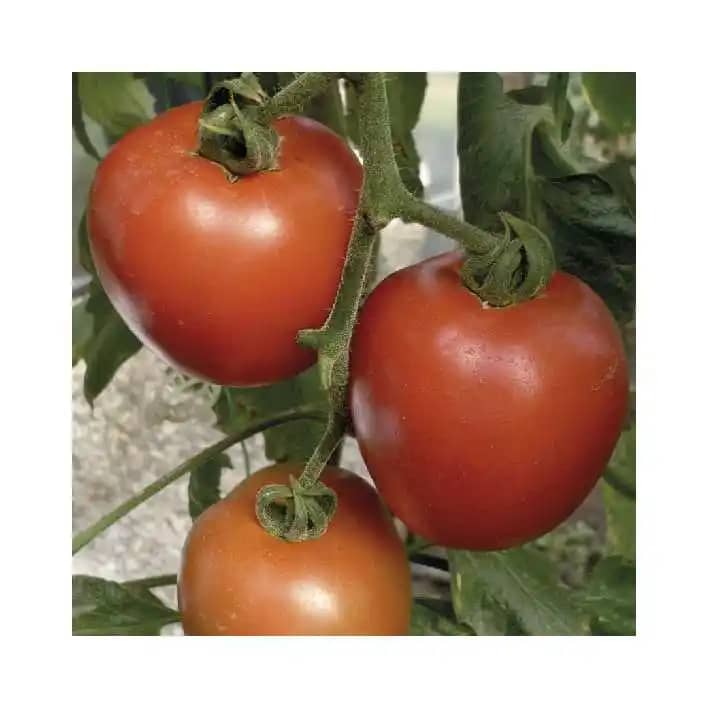 Semilla de Tomate Hibrido Cumanday x 5000 Uni - Impulsemillas