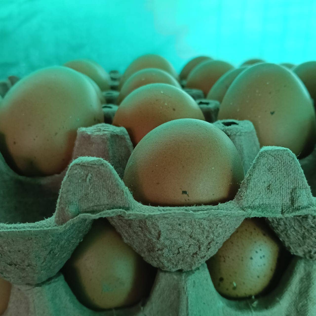 Huevos de gallinas felices AAA