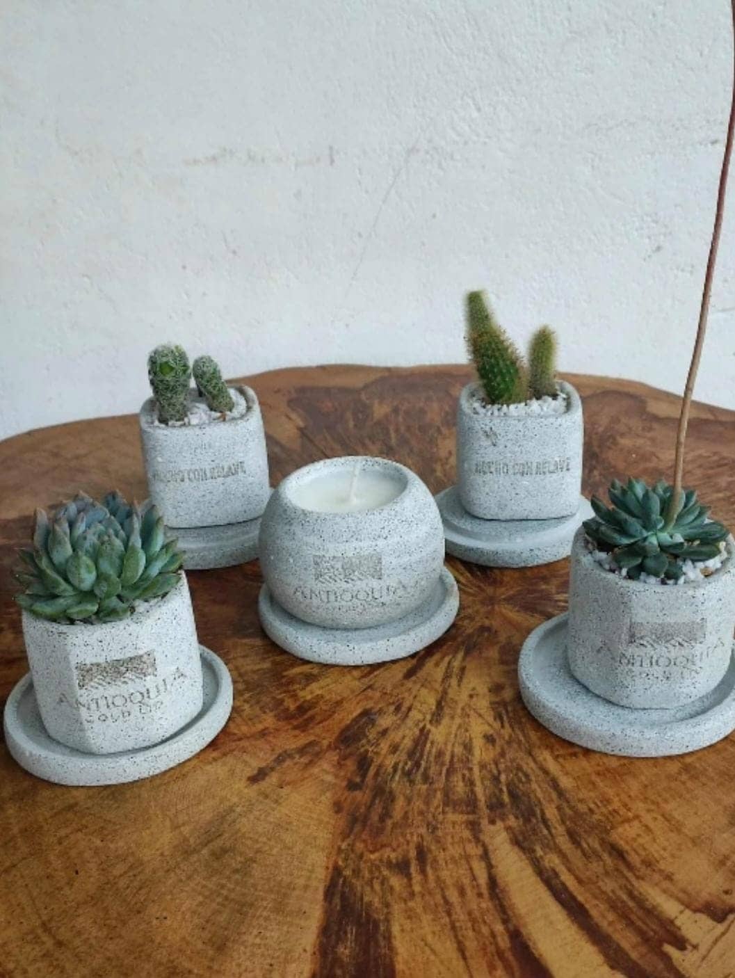 Plantas Ornamentales en Macetas Sostenibles - Simón Jardinero
