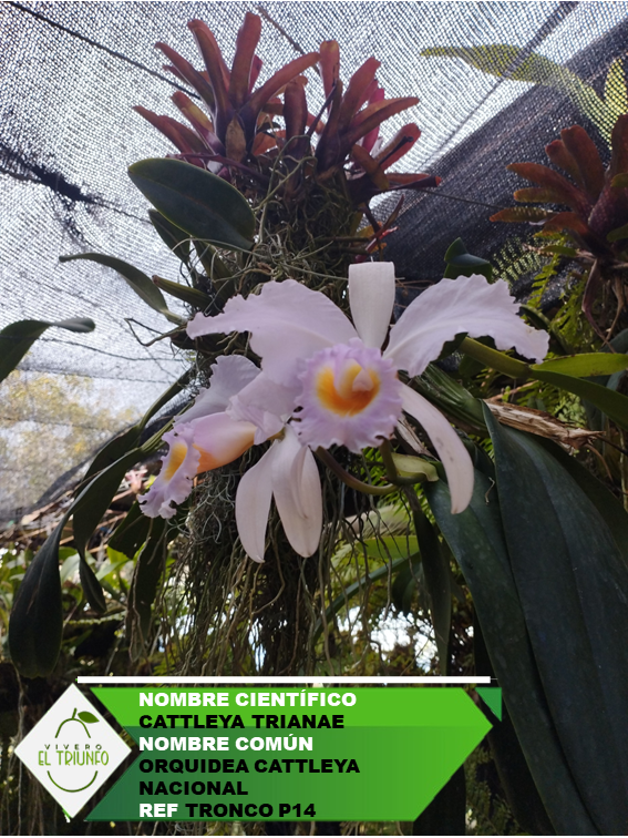 Plántula de Orquídea Cattleya