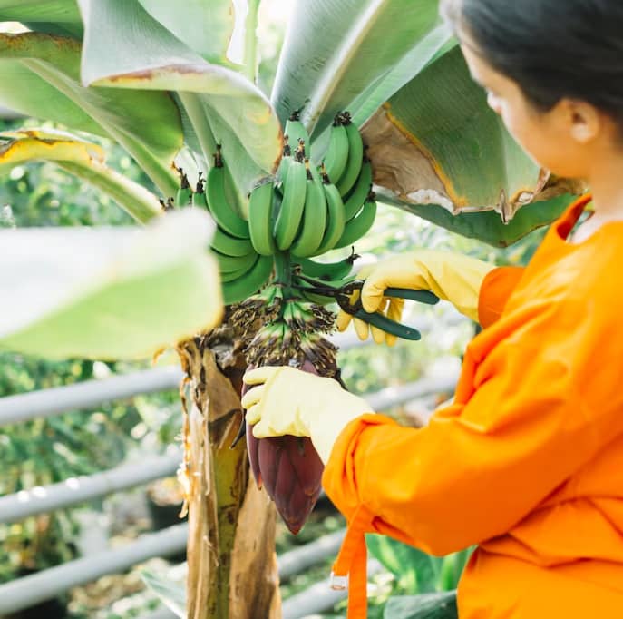 Kit 1 Cosechero - Suroeste | Croper