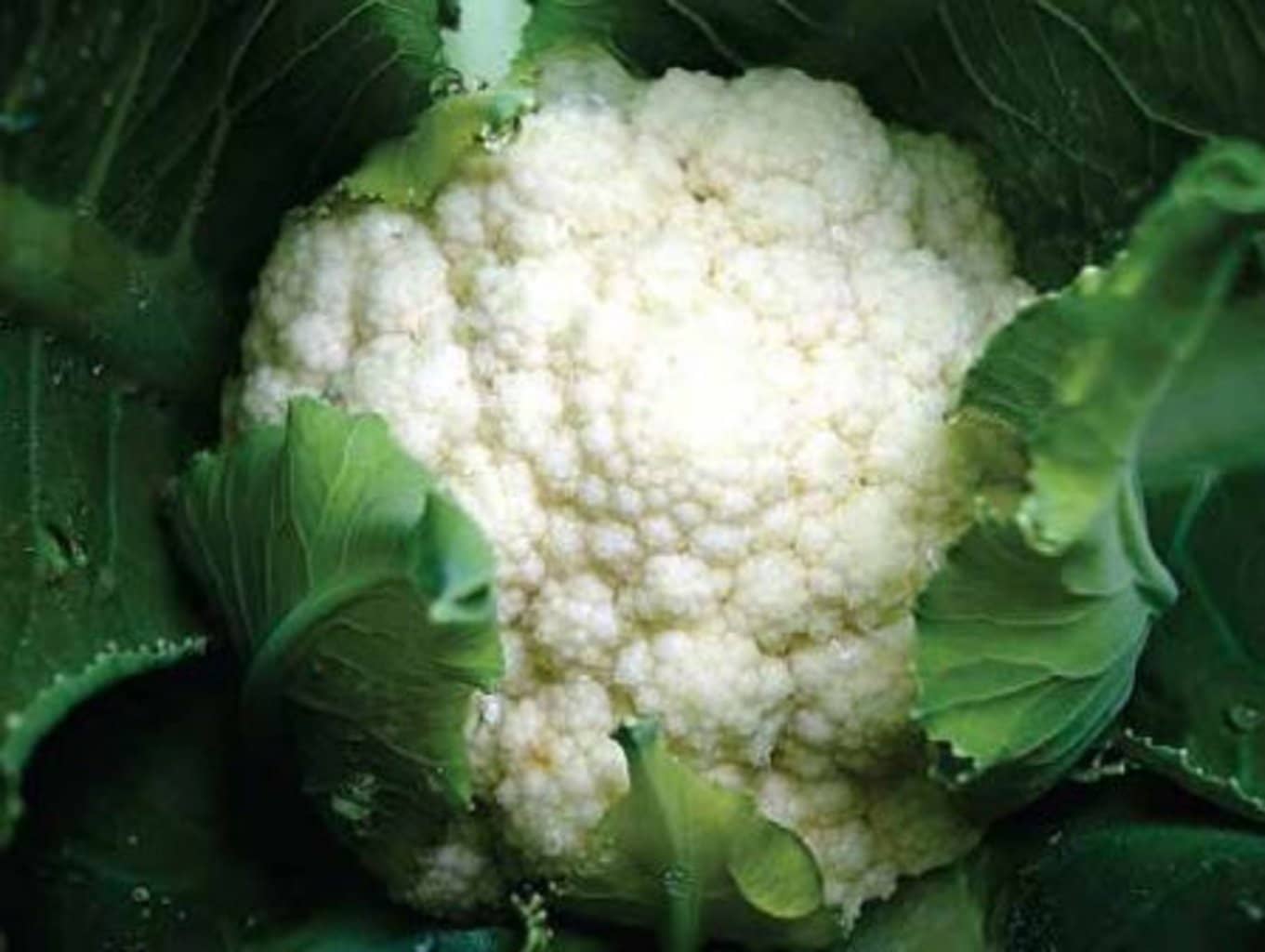 Semilla De Coliflor Hibrido Nevada F1 x 2500 Und