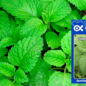 Semilla de Toronjil x 0,2 gr