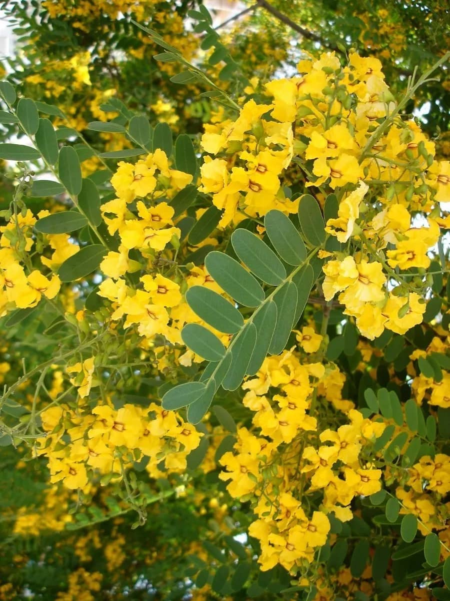 Semilla Acacia Amarilla  x 100gr