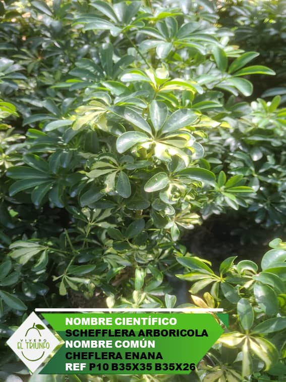 Plántula de Cheflera Enana