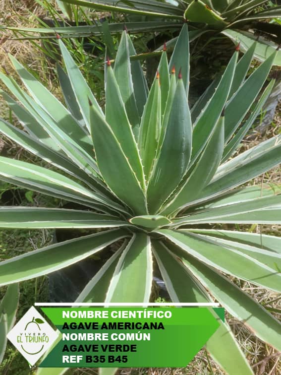 Plántula de Agave Verde