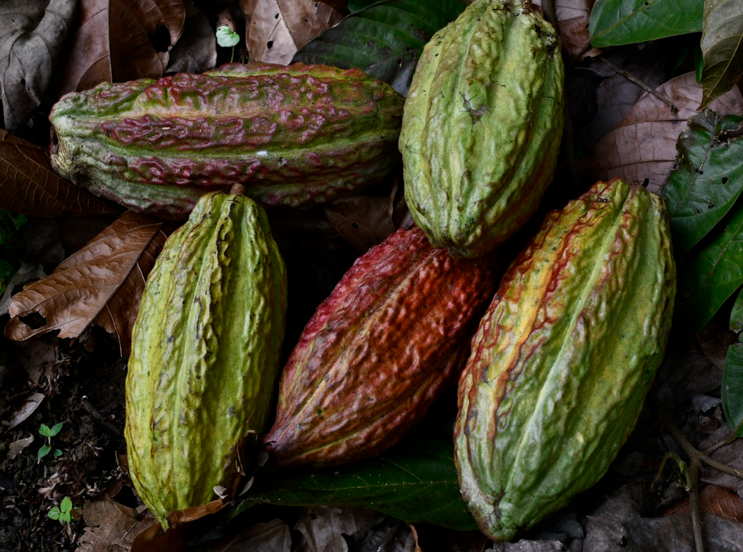 Cacao Asocaval.png