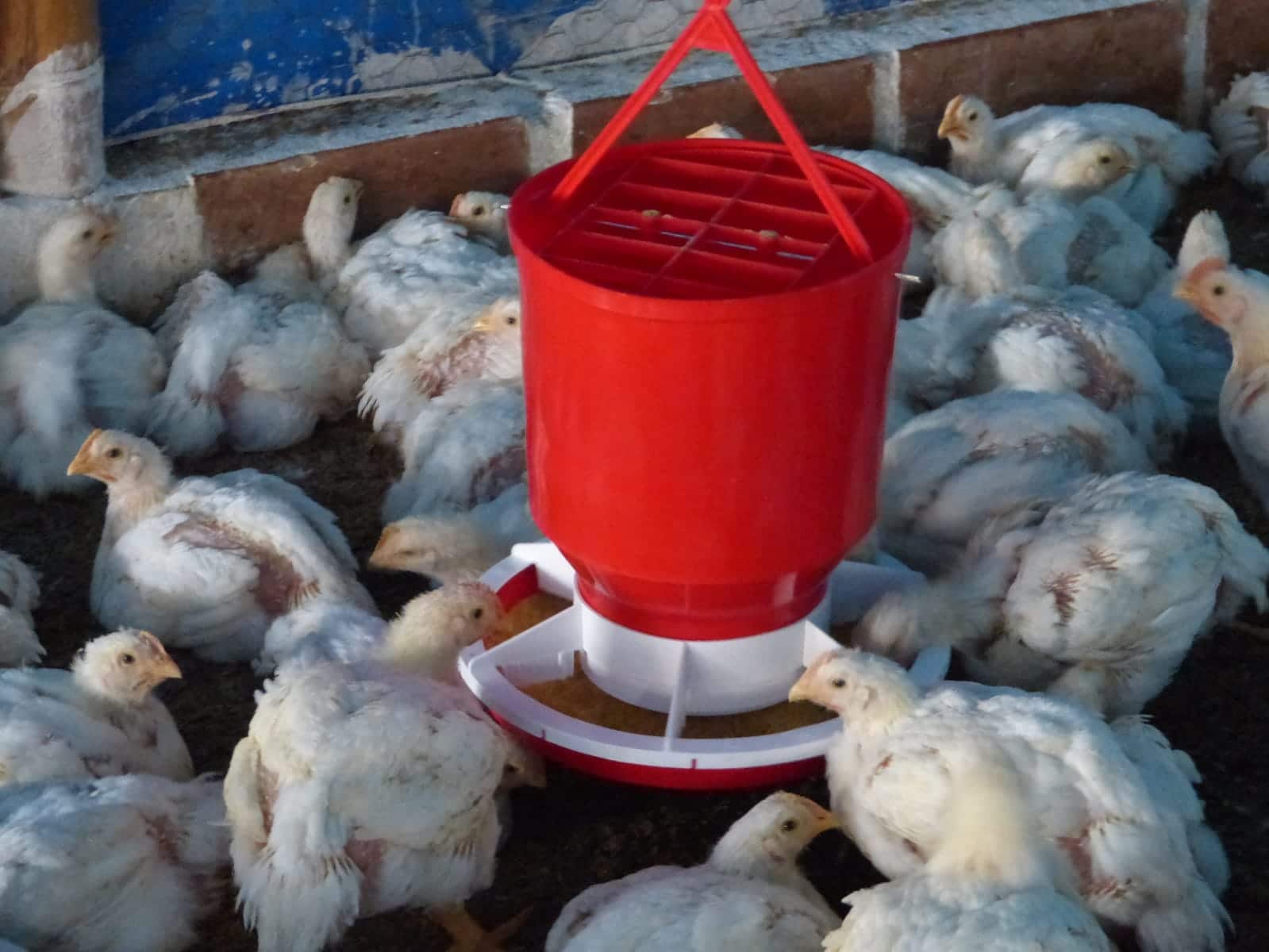 Comedero para Gallinas / Pollos - Alimentación Eficiente y Controlada ...